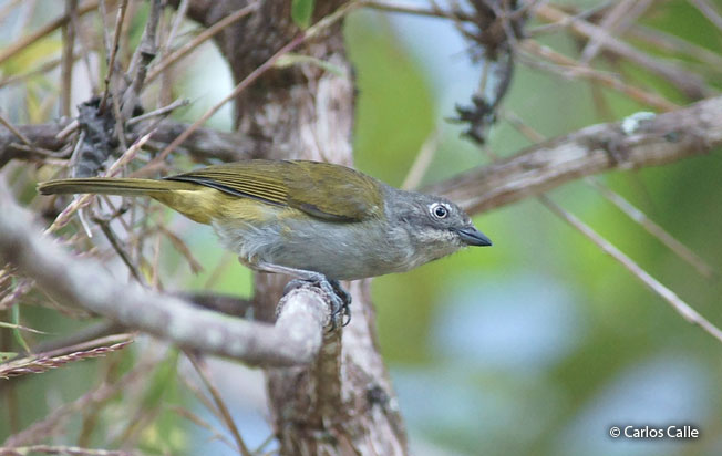common-chlorospingus