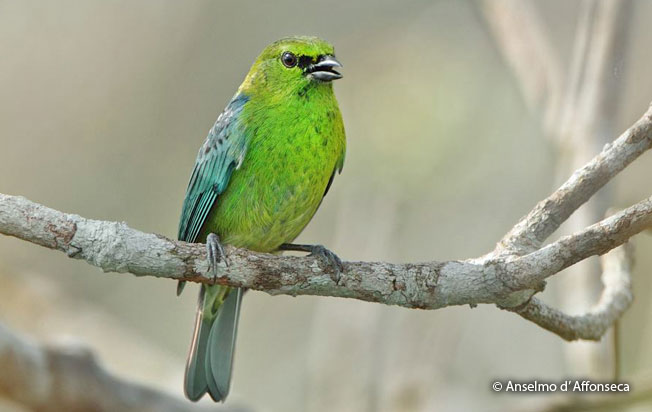 dotted-tanager
