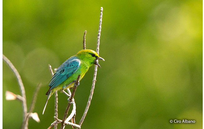 dotted-tanager