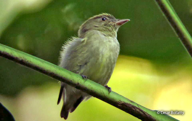 dwarf-tyrant-manakin