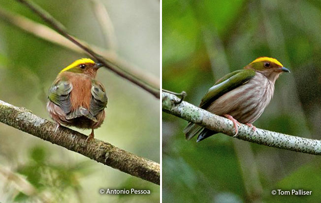fiery-capped_manakin