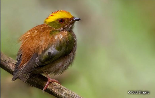 fiery-capped_manakin