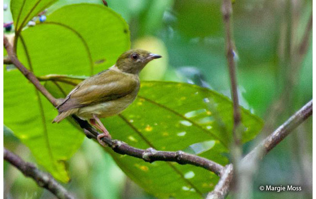 fiery-capped_manakin