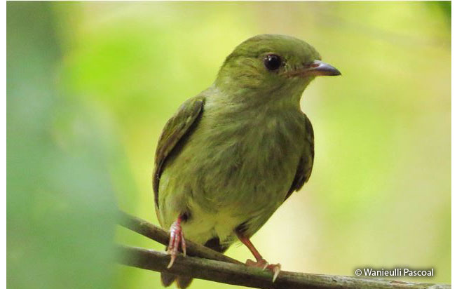 fiery-capped_manakin