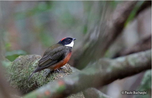 flame-crowned_manakin