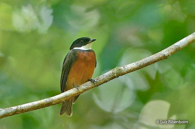 flame-crowned_manakin