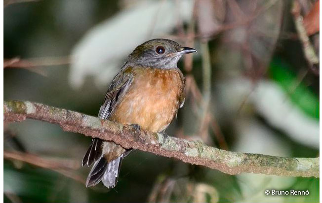 flame-crowned_manakin