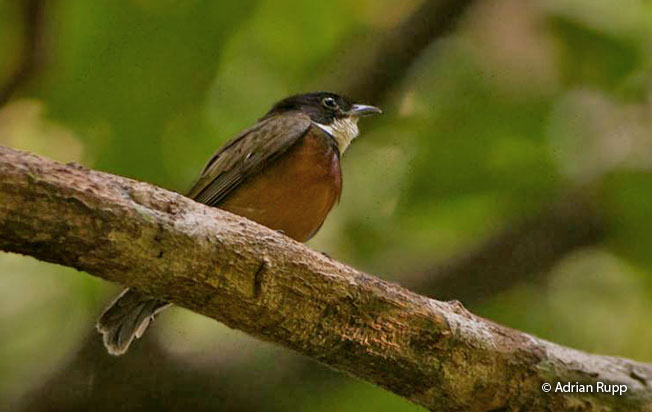 flame-crowned_manakin