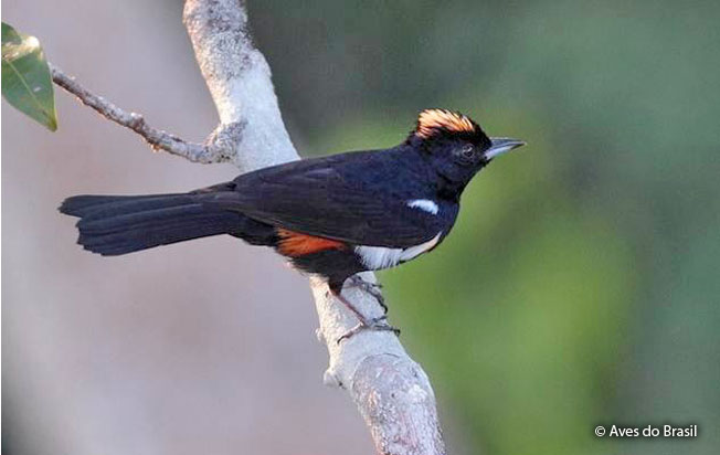 fulvous-crested_tanager