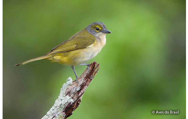 fulvous-crested_tanager
