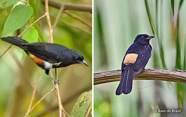 fulvous-crested_tanager