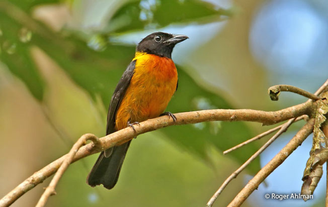 fulvous_shrike-tanager