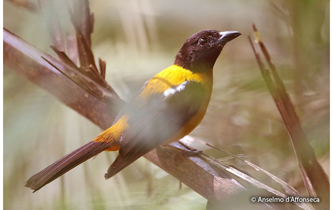 fulvous_shrike-tanager