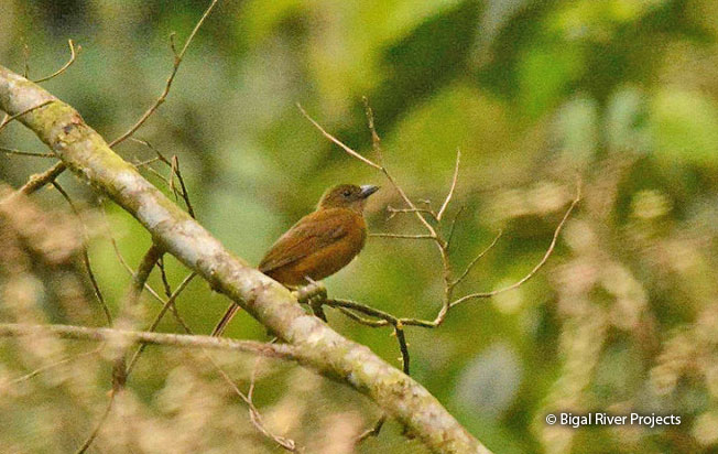 fulvous_shrike-tanager