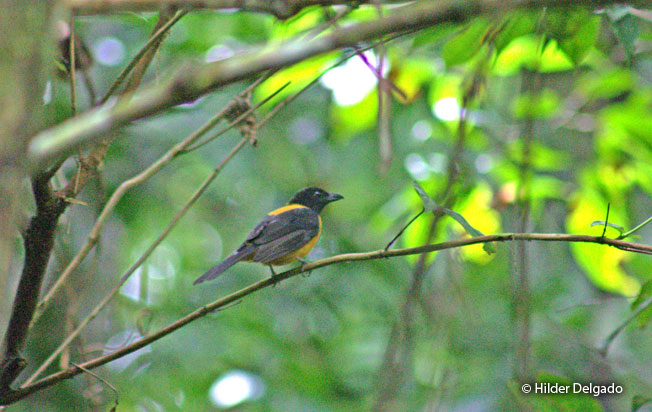 fulvous_shrike-tanager