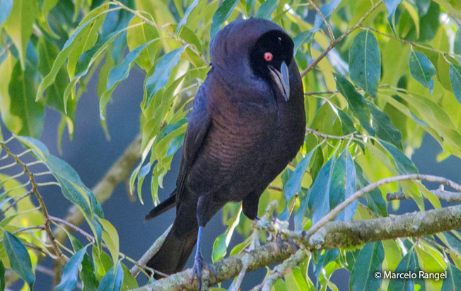 giant-cowbird