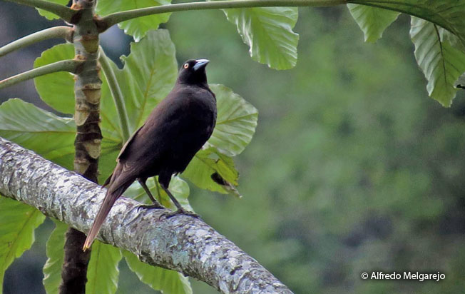 giant-cowbird
