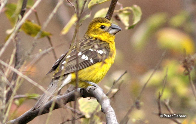 golden-bellied_grosbeak