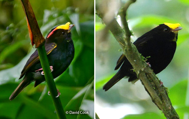 golden-winged_manakin