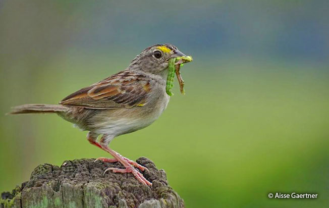 grassland-sparrow