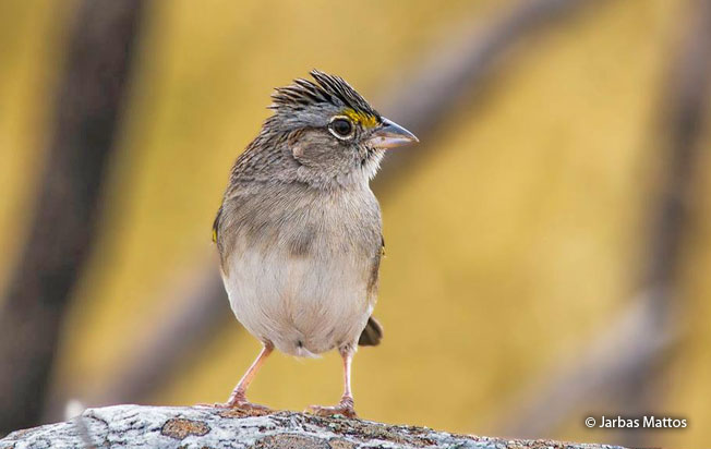 grassland-sparrow
