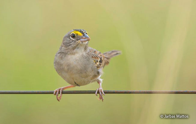 grassland-sparrow