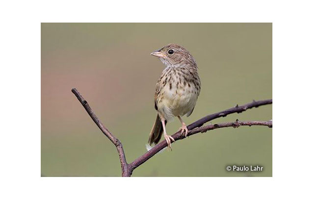 grassland-sparrow