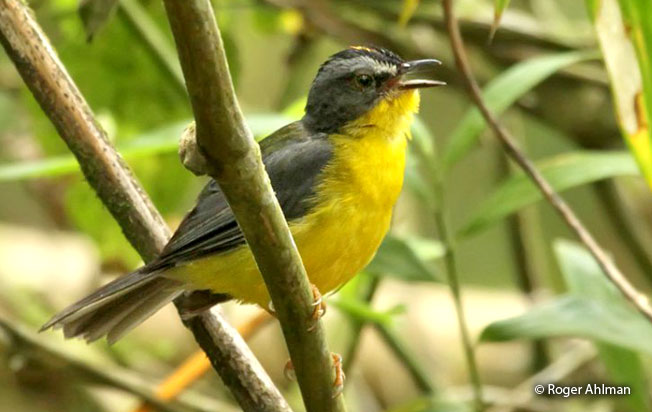 gray-and-gold_warbler