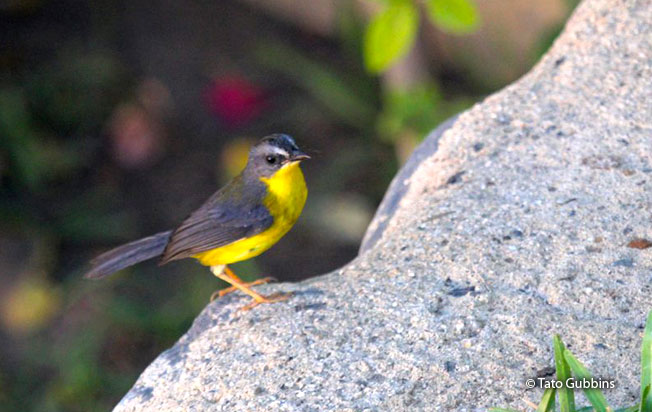 gray-and-gold_warbler