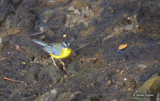 gray-and-gold_warbler