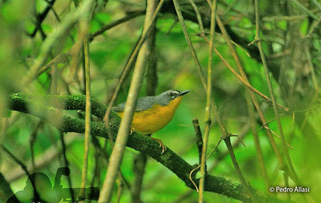 gray-and-gold_warbler