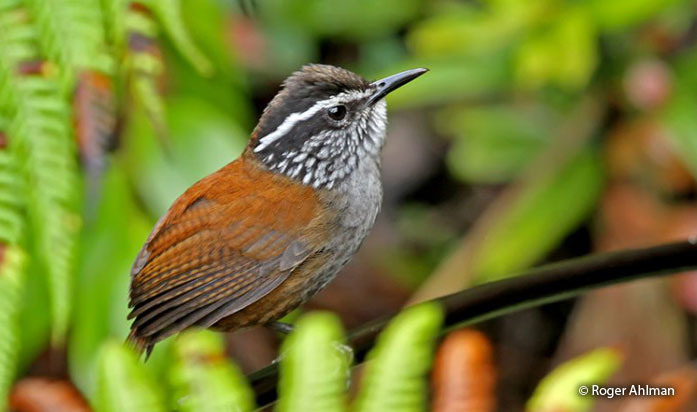 gray-breasted_wood-wren