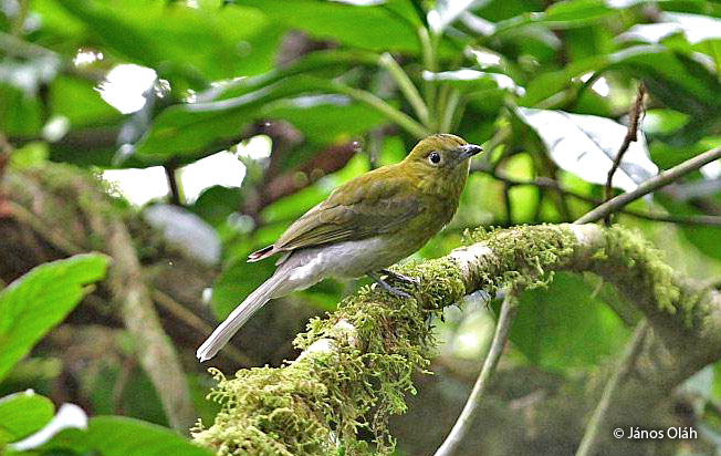 gray-tailed-piha