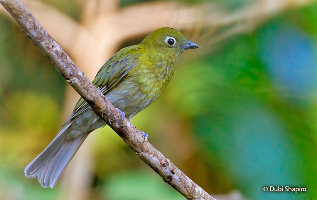 gray-tailed-piha