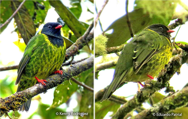 green-and-black-fruiteater