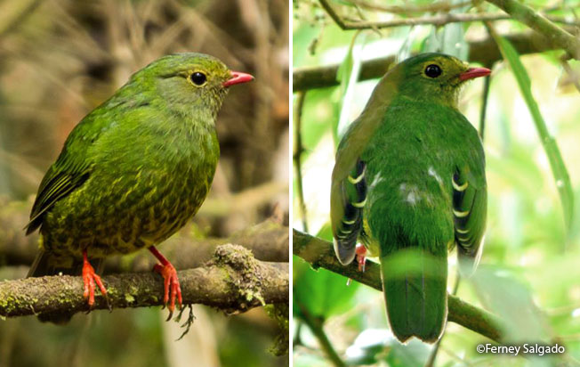 green-and-black-fruiteater