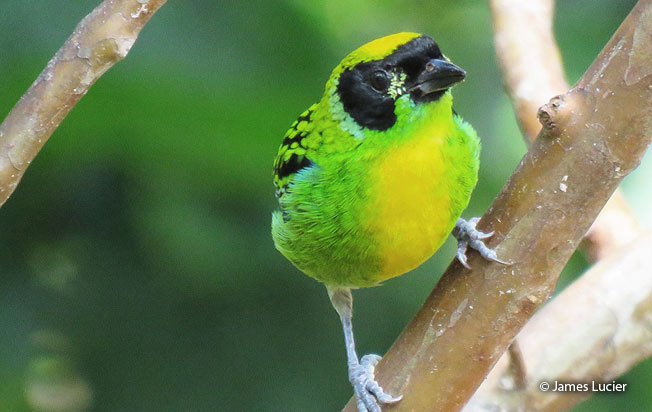 green-and-gold_tanager