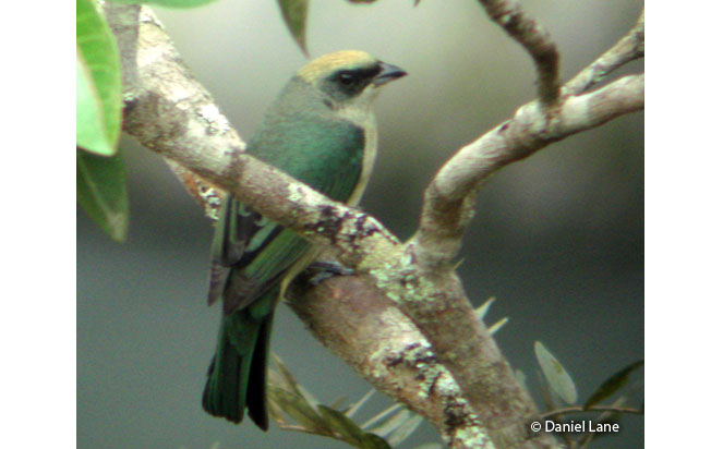 green-capped_tanager