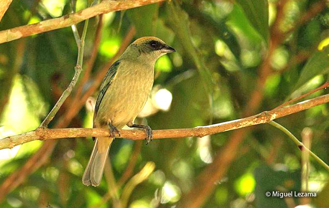 green-capped_tanager