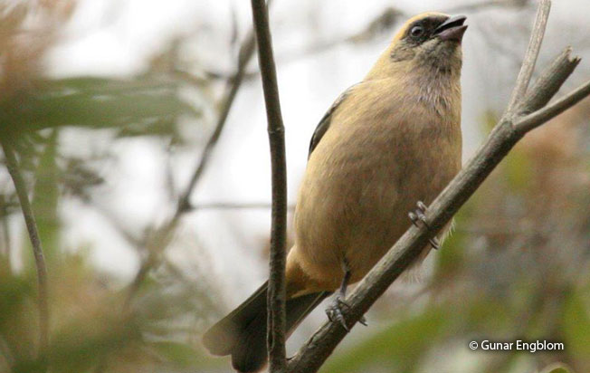 green-capped_tanager