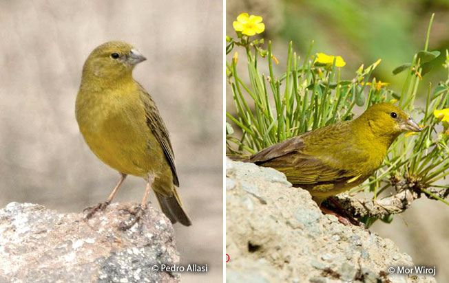 greenish_yellow finch