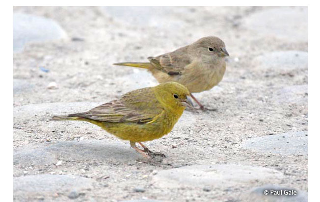 greenish_yellow finch