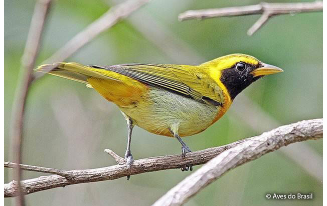 guira_tanager