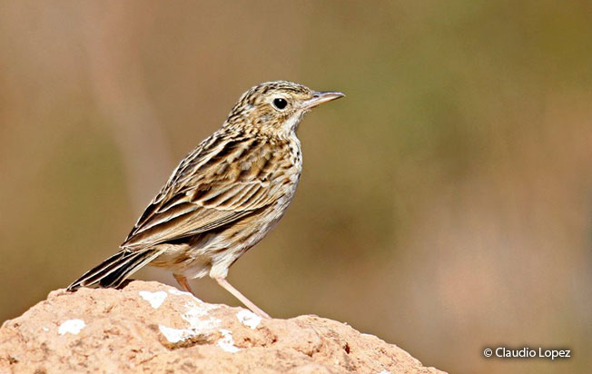 hellmayr's_pipit