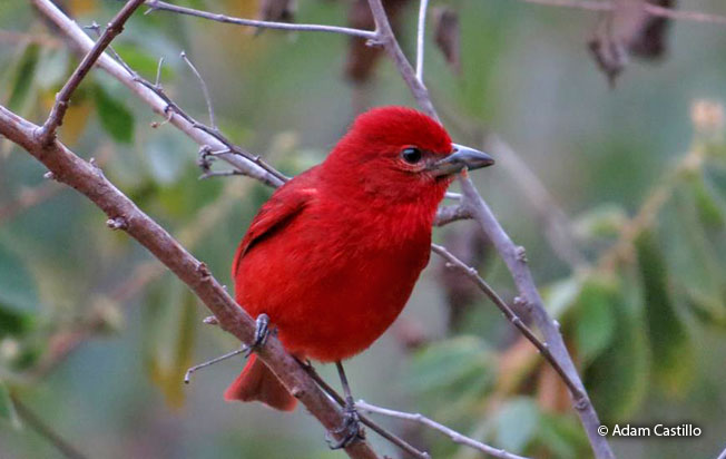 hepatic_tanager