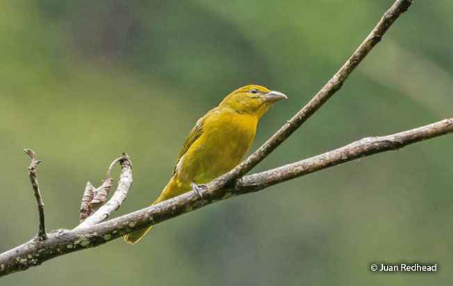 hepatic_tanager