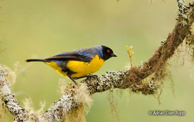hooded_mountain-Tanager