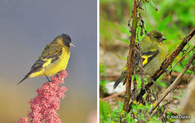 hooded_siskin