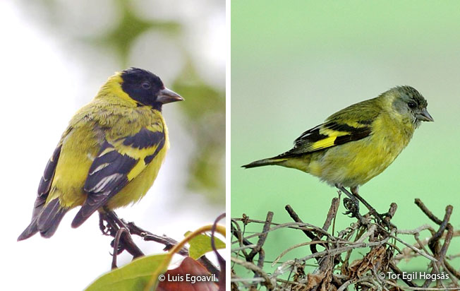 hooded_siskin