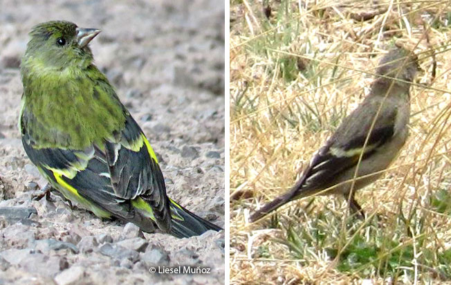 hooded_siskin